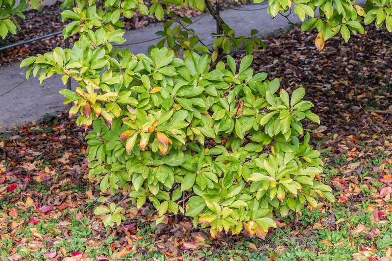Kobus Magnolia photo 2