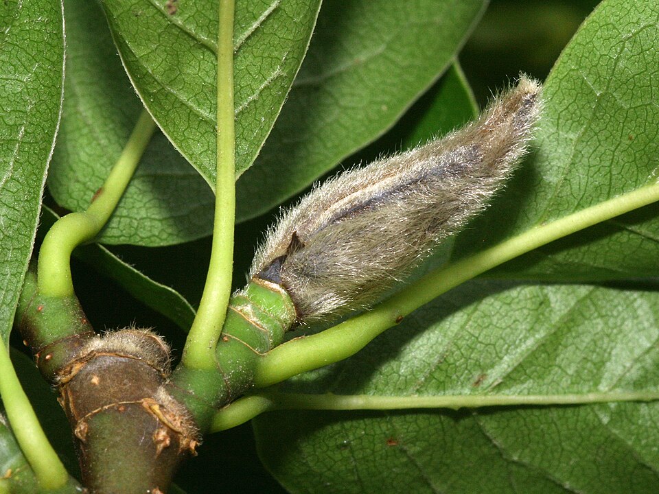 Kobus Magnolia photo 3