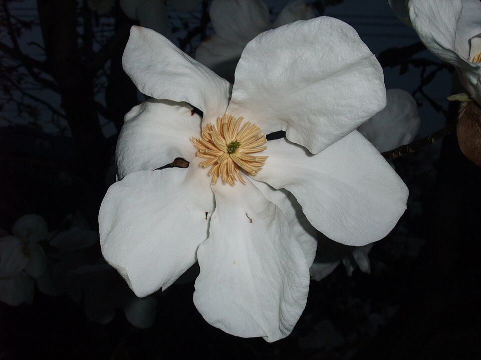 Kobus Magnolia photo 5