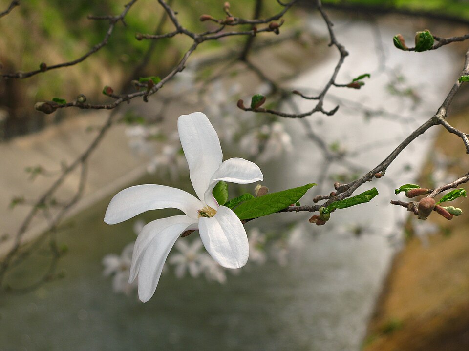 Kobus Magnolia photo 6