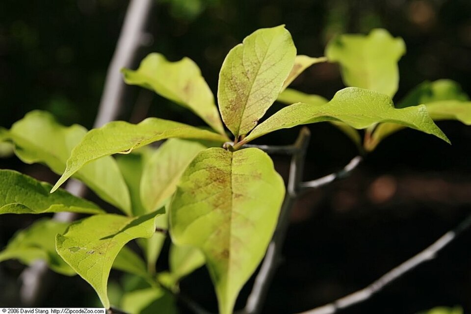 Kobus Magnolia photo 7