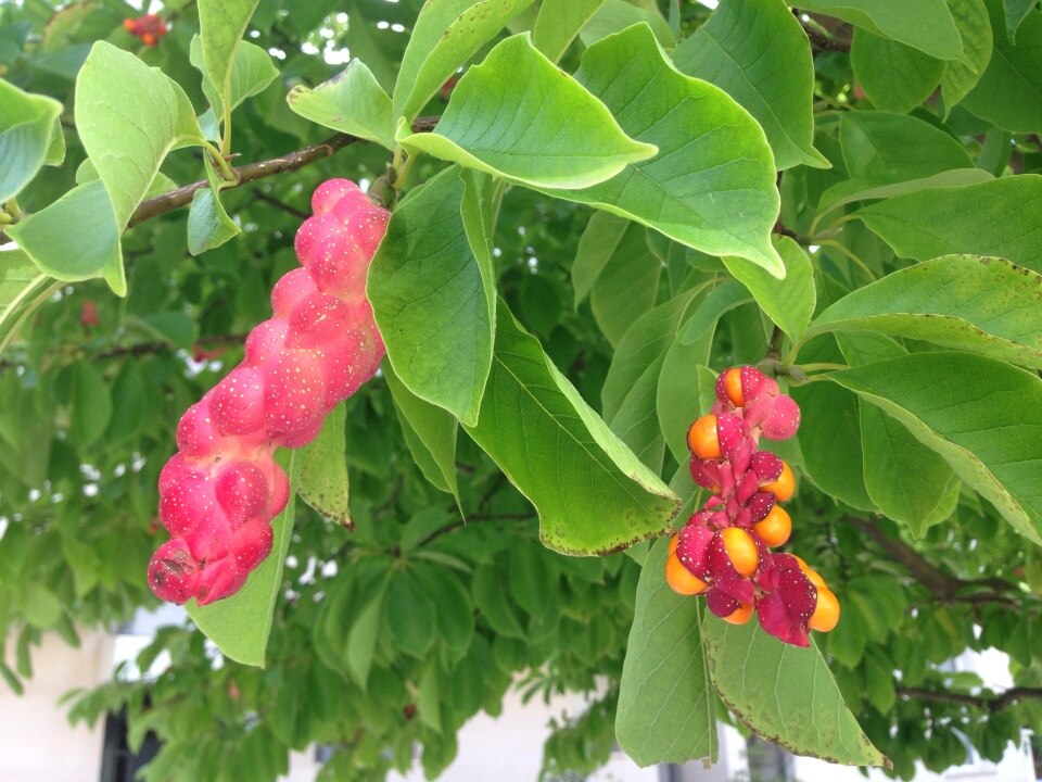 Kobus Magnolia photo 8