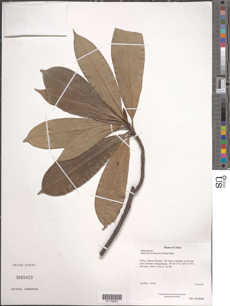 Magnolia koordersiana