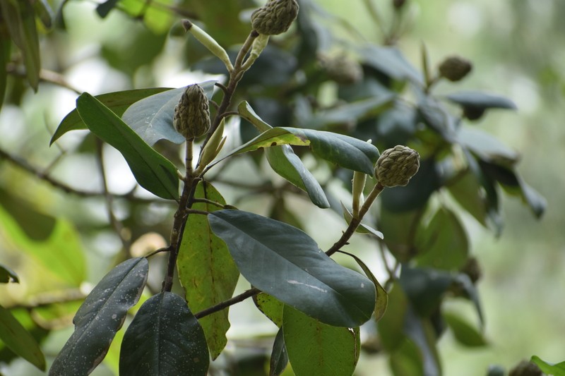 Magnolia krusei