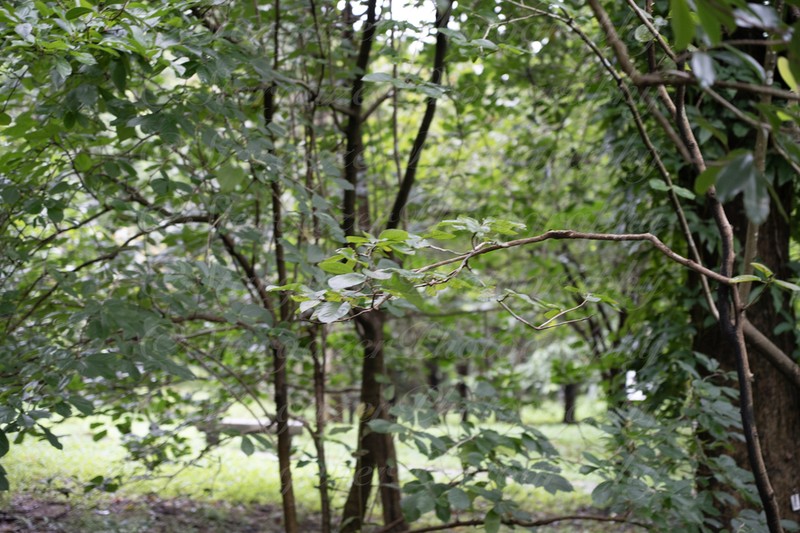 Magnolia kwangsiensis photo 2
