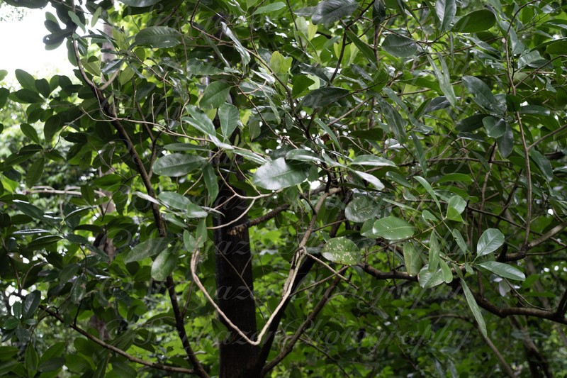 Magnolia kwangsiensis photo 3