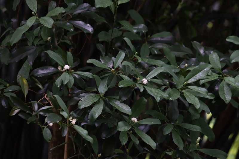 Magnolia kwangsiensis photo 5
