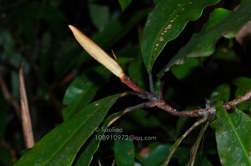 Magnolia kwangtungensis