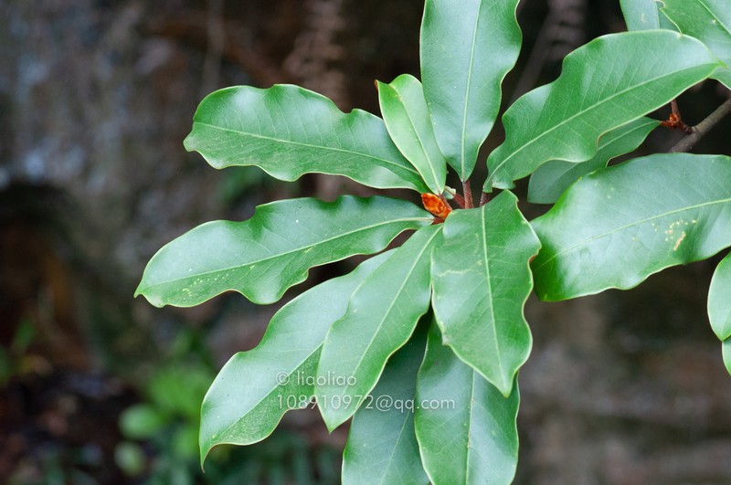 Magnolia kwangtungensis photo 2