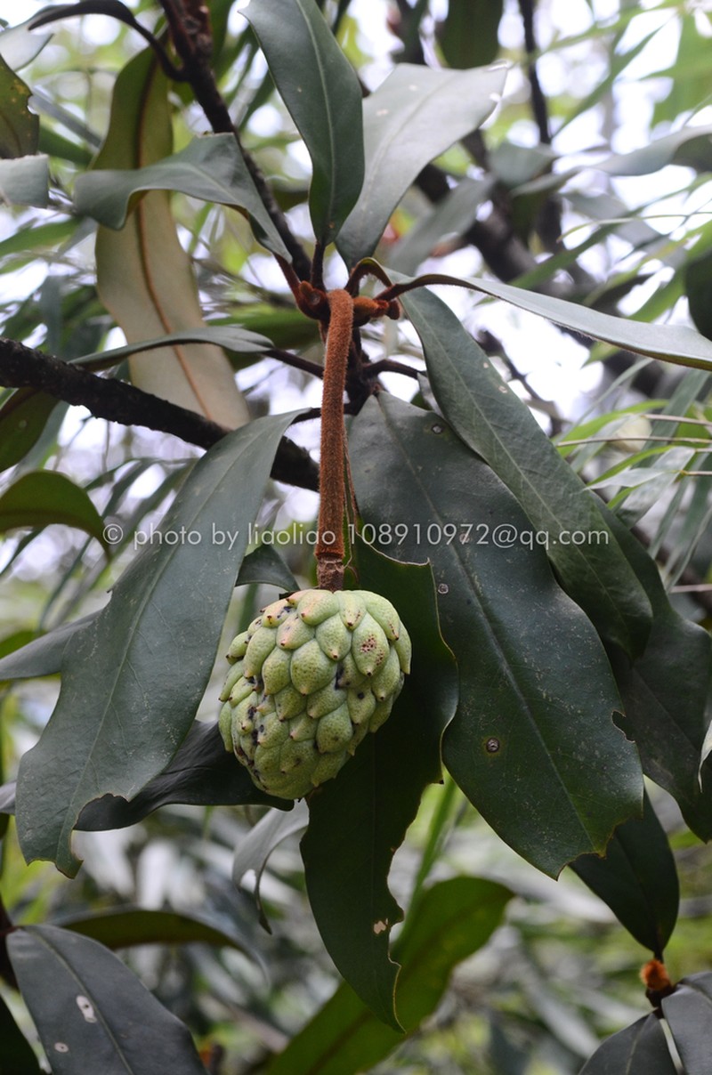 Magnolia kwangtungensis photo 3