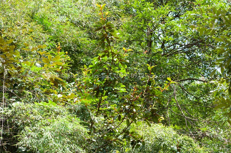 Magnolia kwangtungensis photo 4