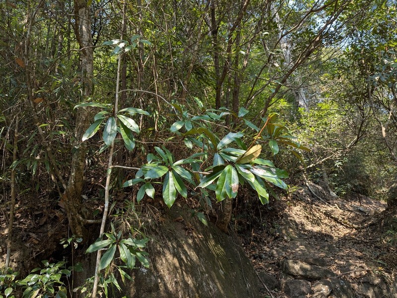 Magnolia kwangtungensis photo 5