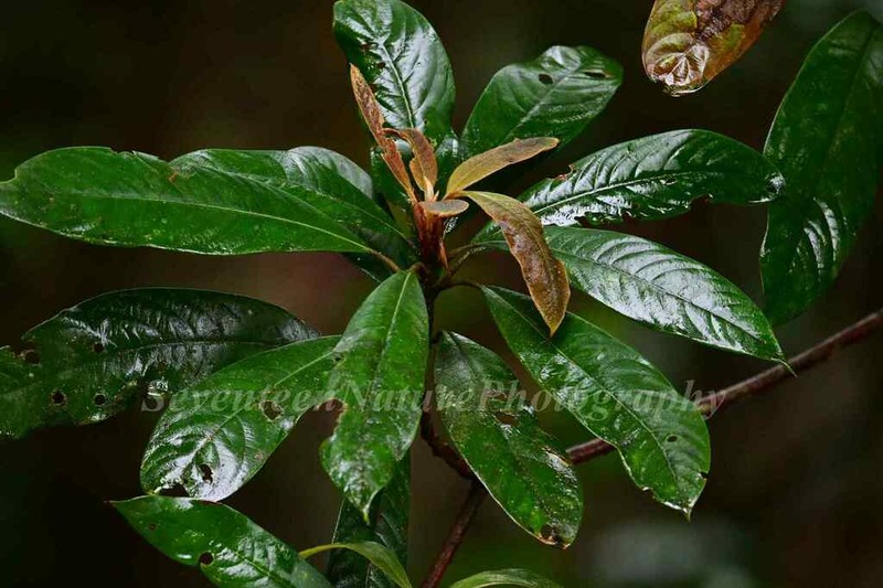 Magnolia kwangtungensis photo 7