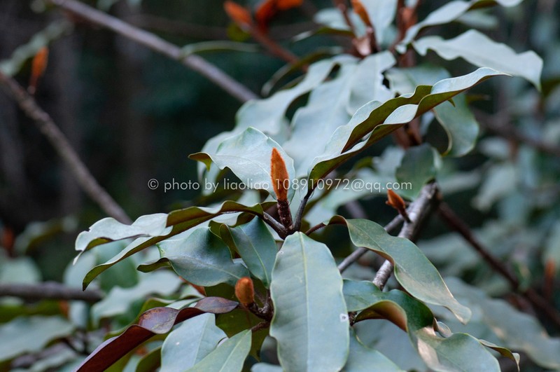 Magnolia kwangtungensis photo 8