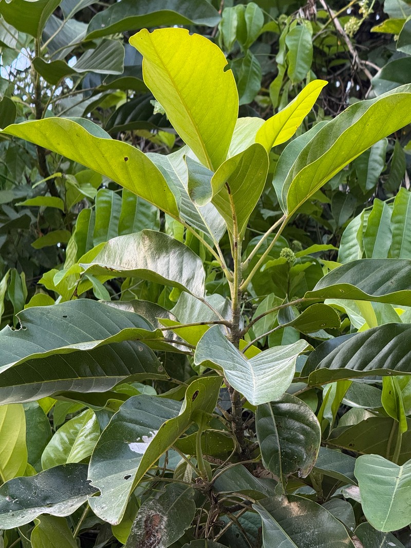 Magnolia lacandonica photo 6