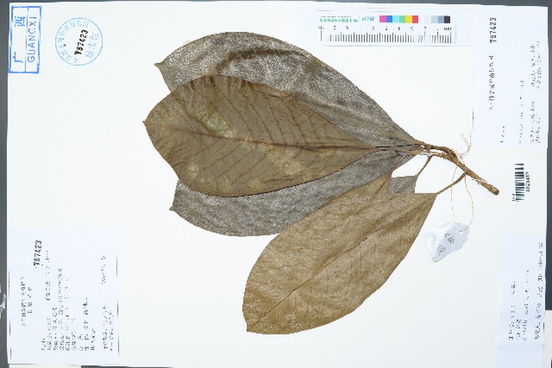 Magnolia lacei