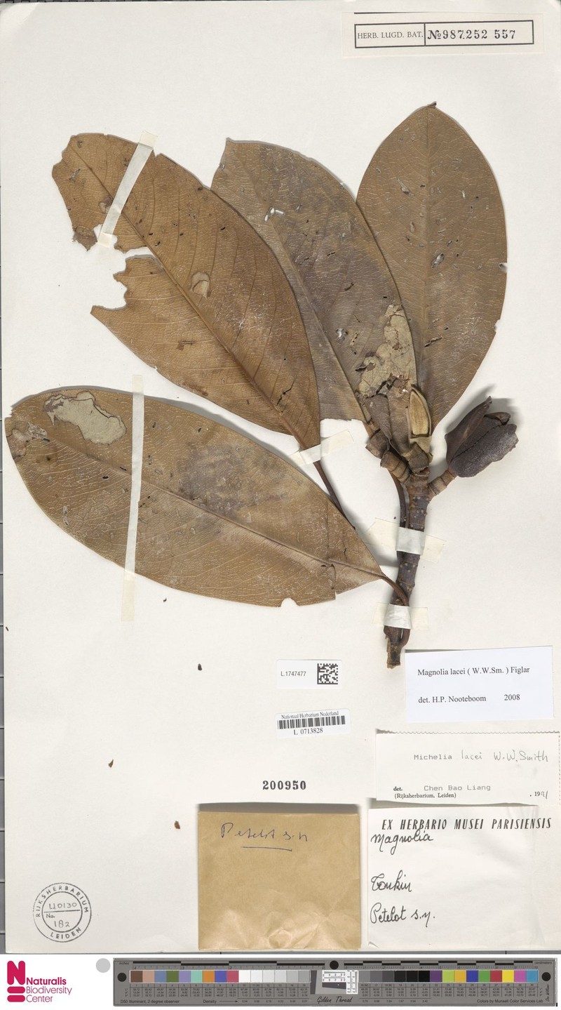 Magnolia lacei photo 3
