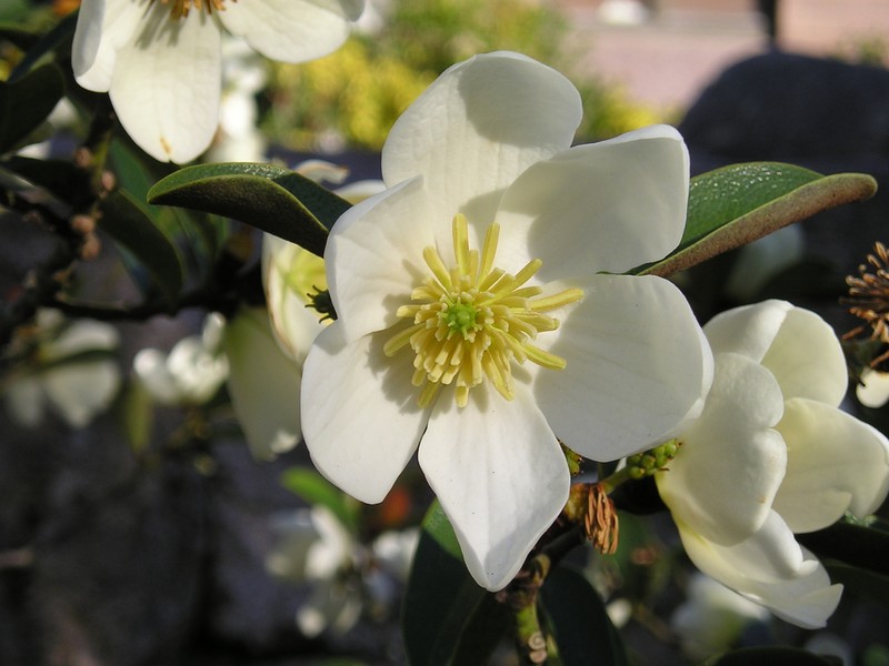 Magnolia laevifolia