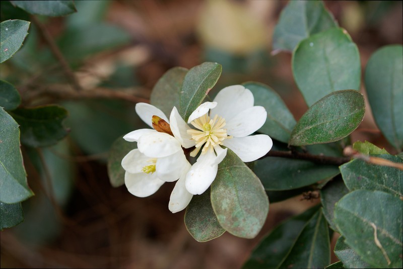 Magnolia laevifolia photo 2