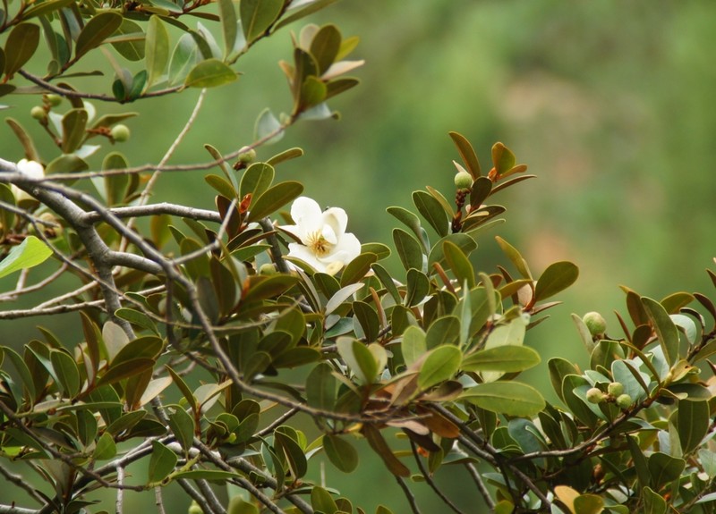 Magnolia laevifolia photo 3