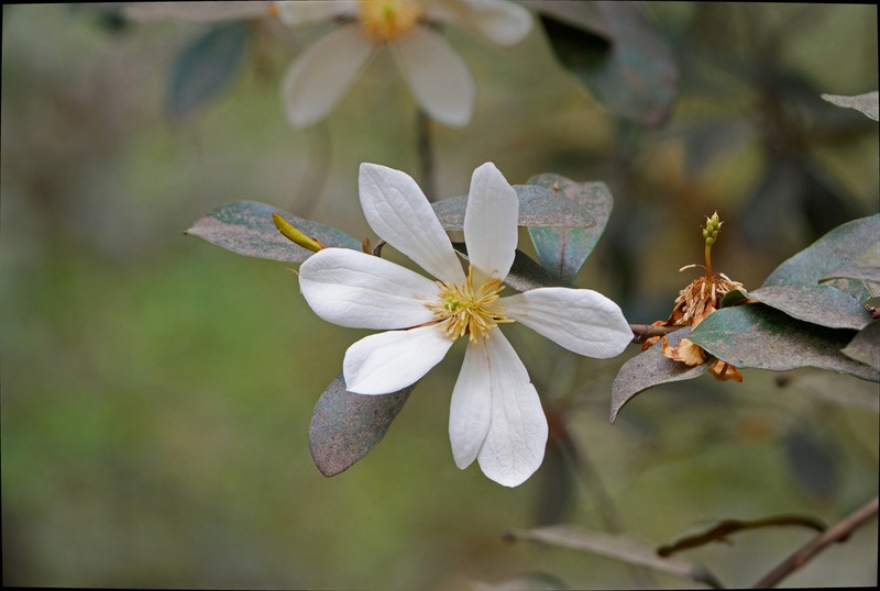 Magnolia laevifolia photo 4