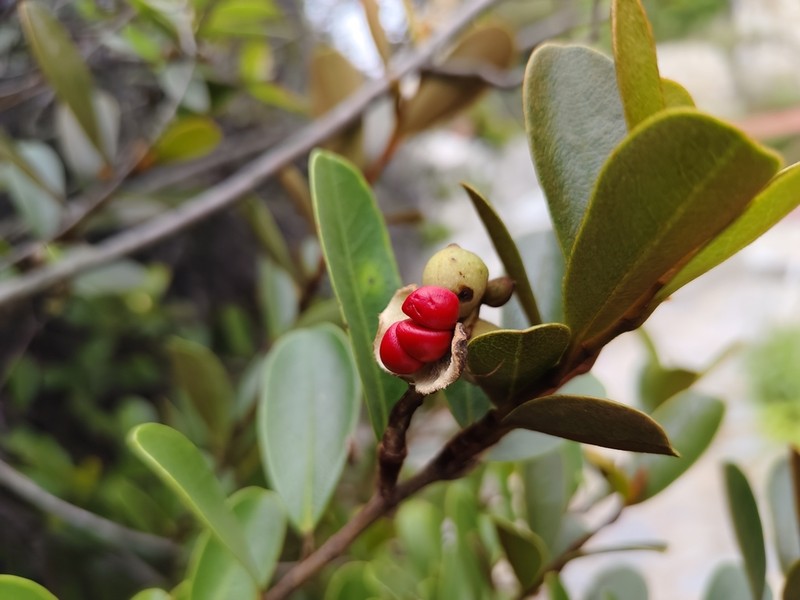 Magnolia laevifolia photo 5