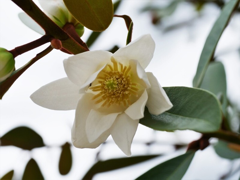 Magnolia laevifolia photo 6
