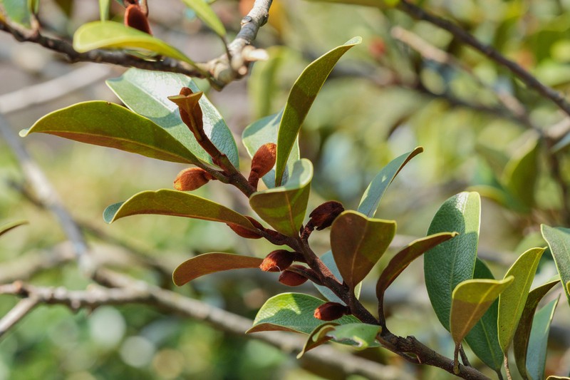 Magnolia laevifolia photo 7
