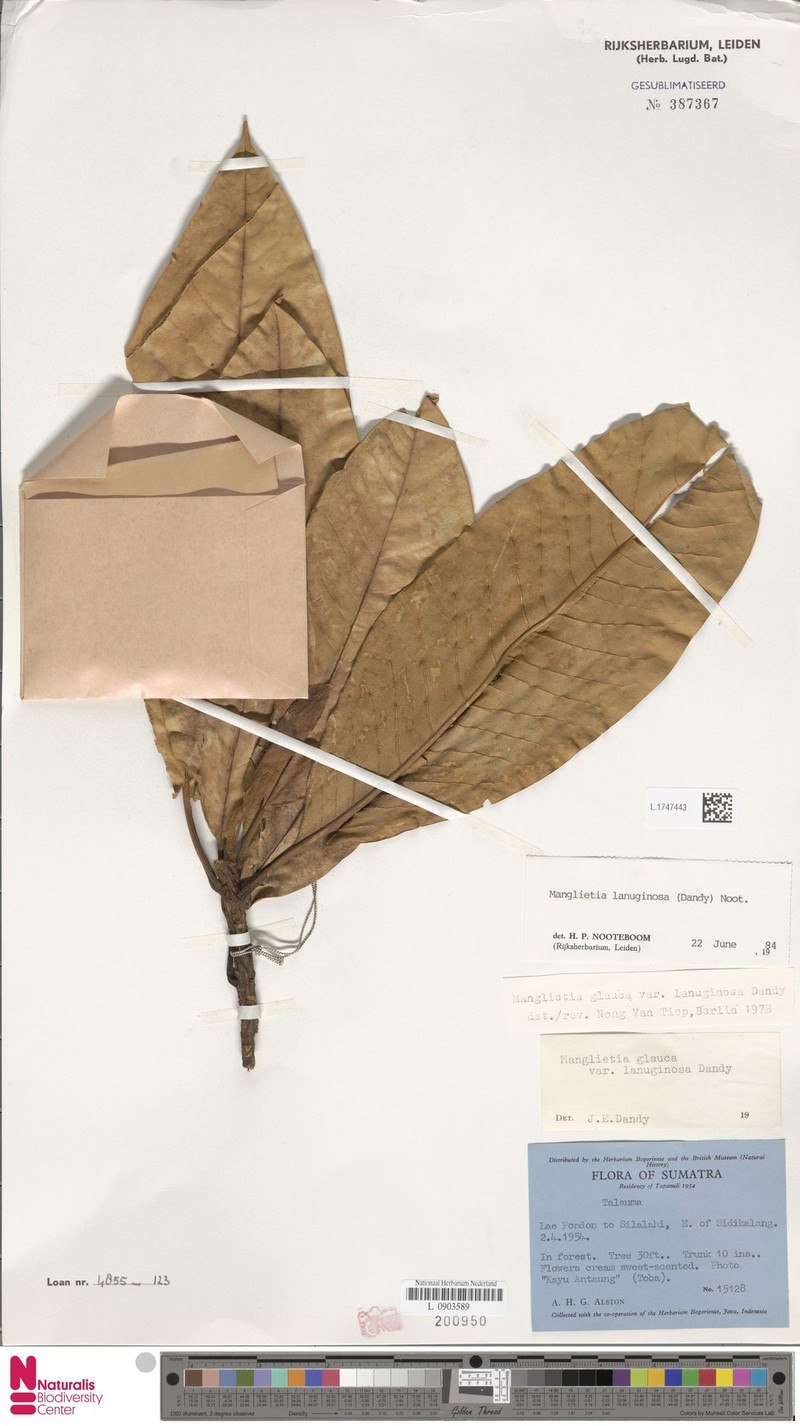 Magnolia lanuginosoides