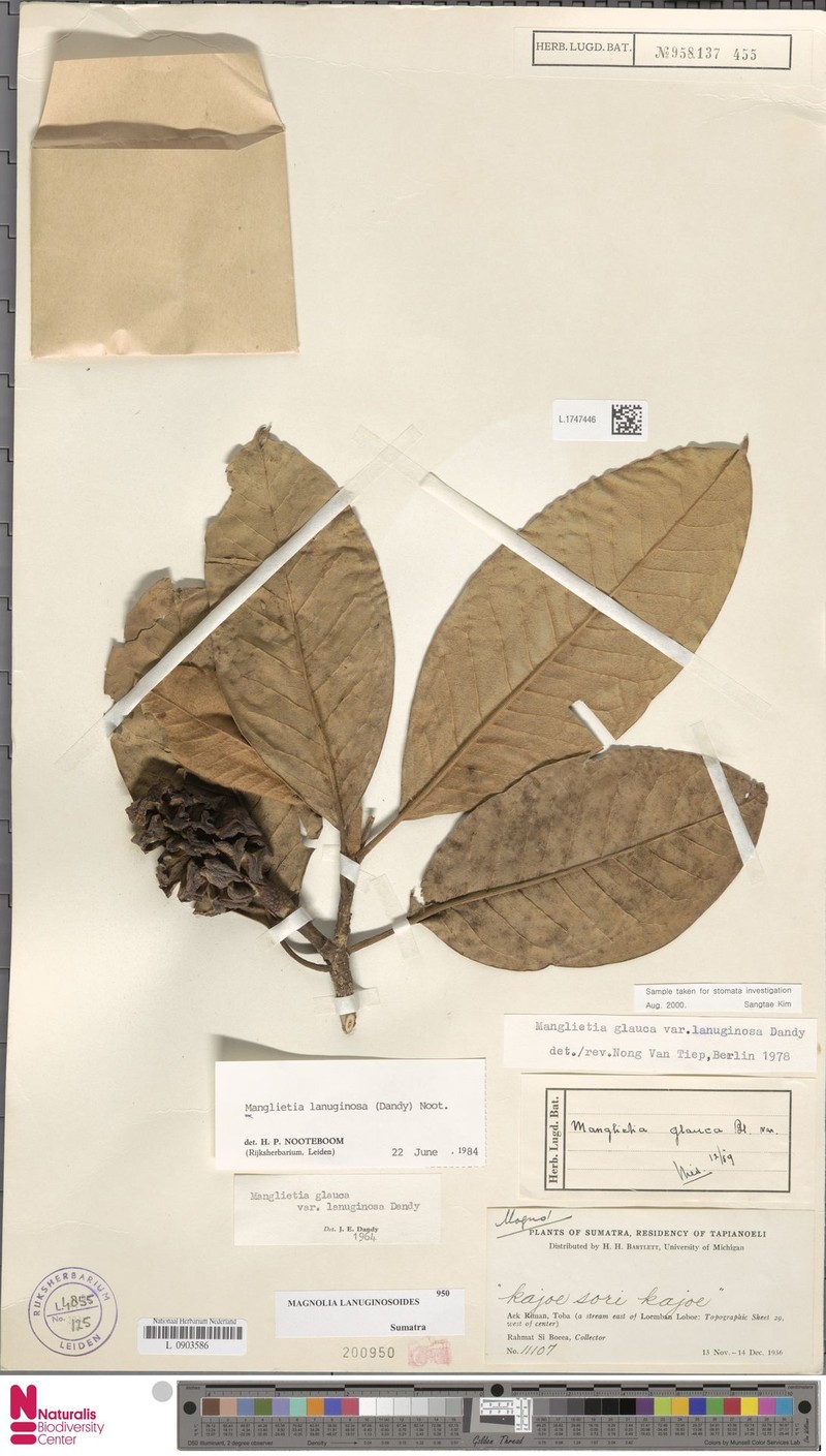 Magnolia lanuginosoides photo 2