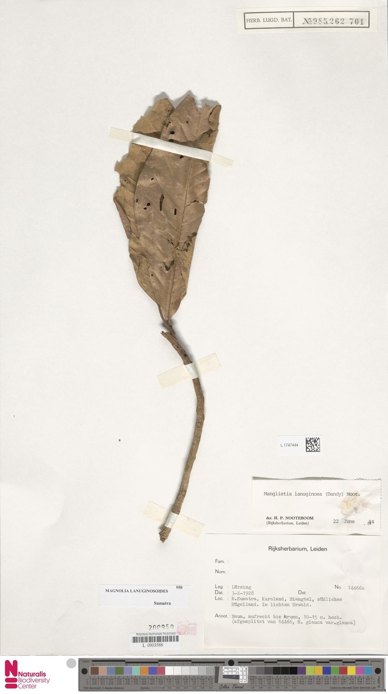 Magnolia lanuginosoides photo 3