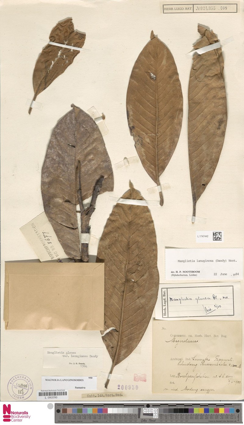 Magnolia lanuginosoides photo 4