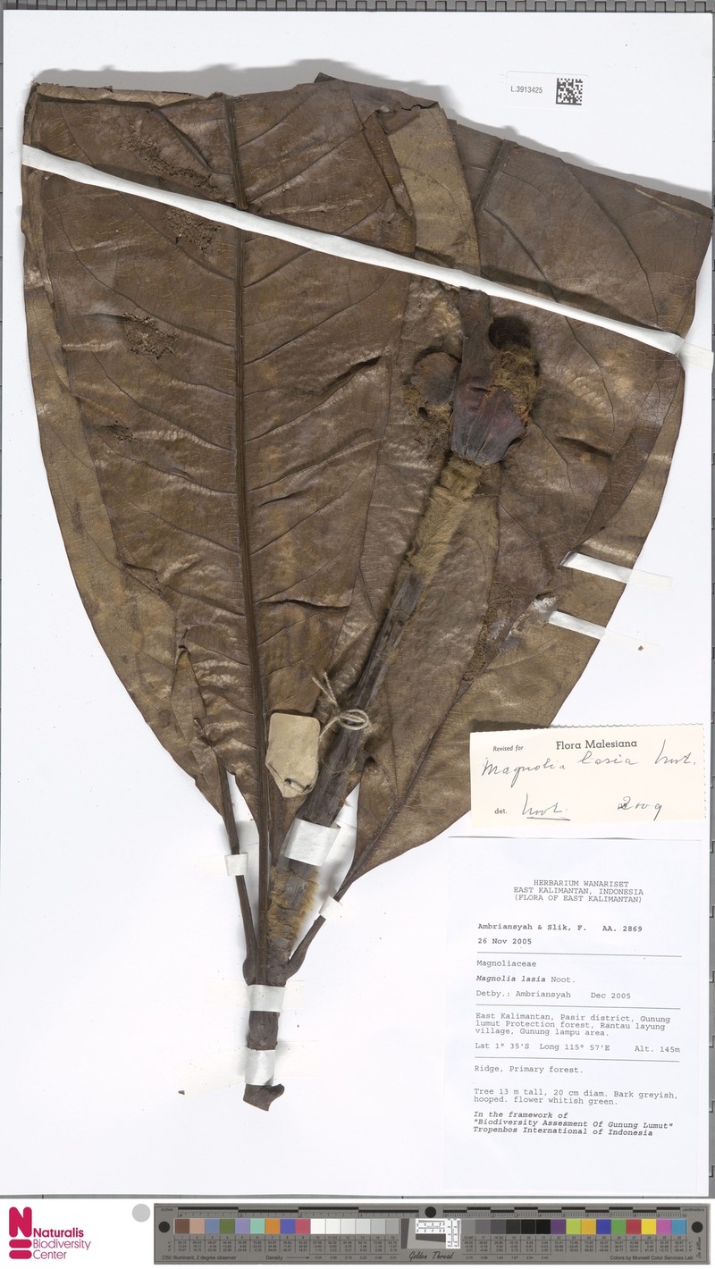 Magnolia lasia