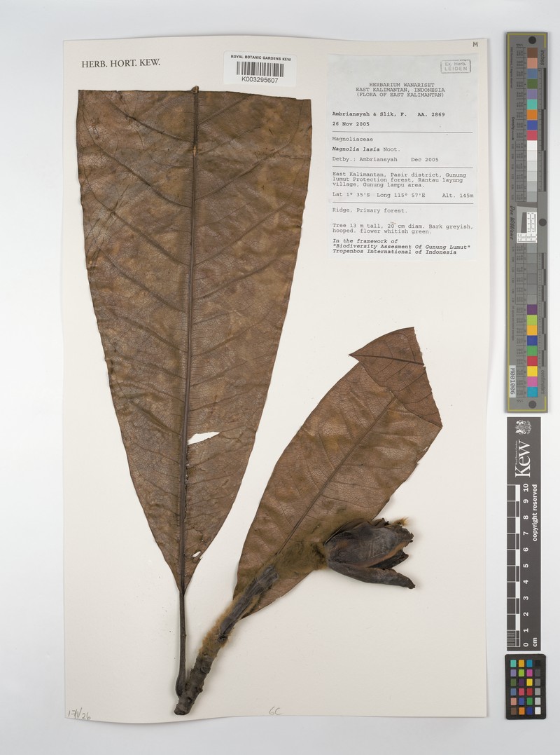 Magnolia lasia photo 2