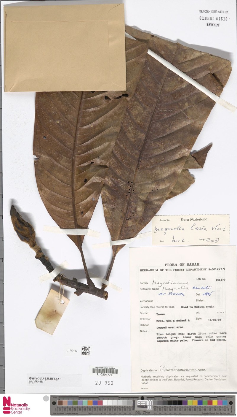 Magnolia lasia photo 3