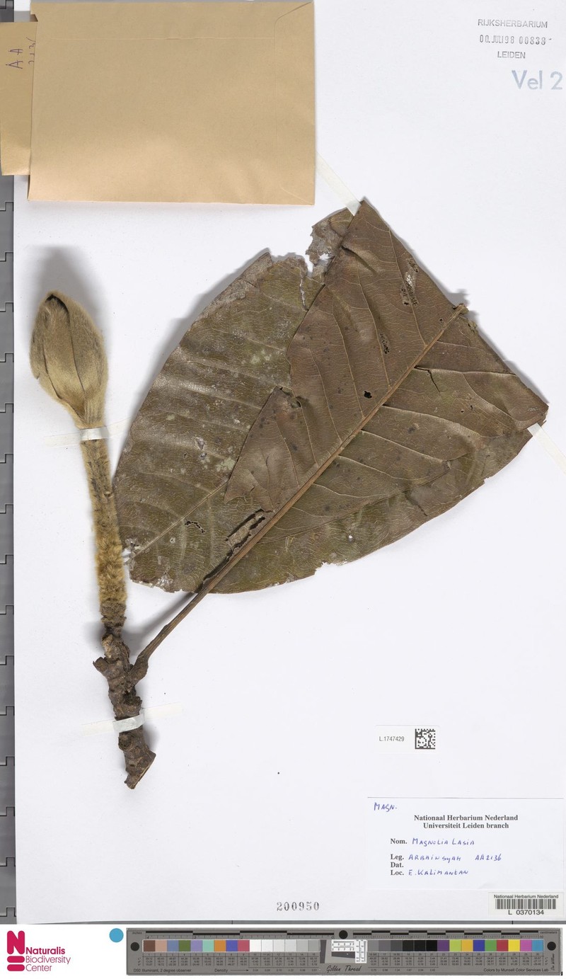 Magnolia lasia photo 4
