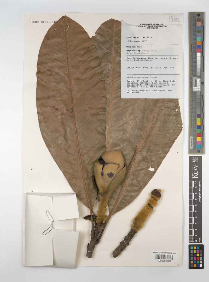 Magnolia lasia photo 5