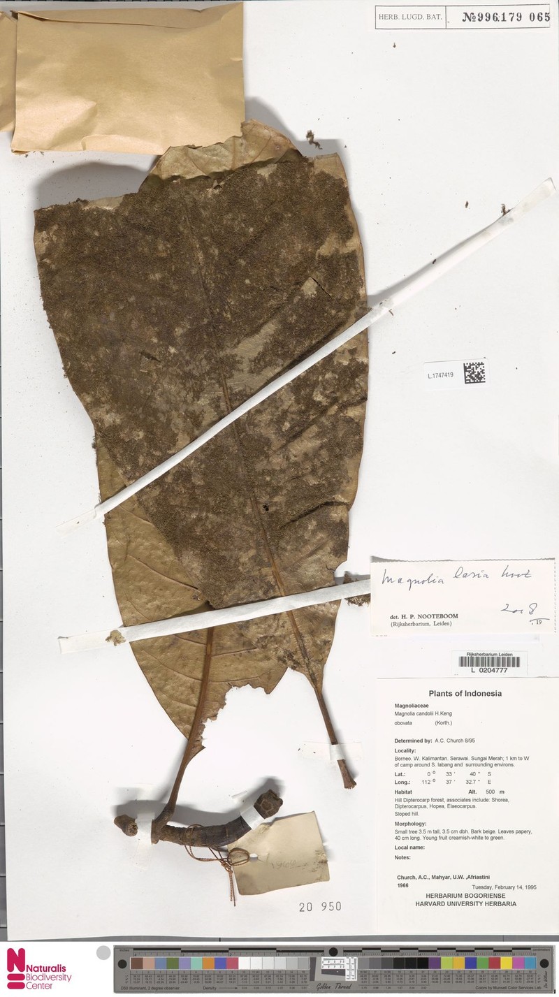 Magnolia lasia photo 6