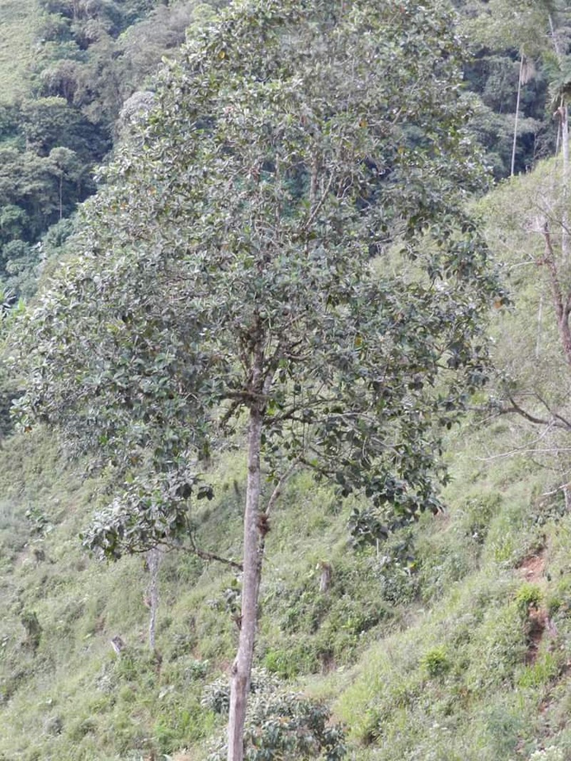 Magnolia lenticellata photo 3