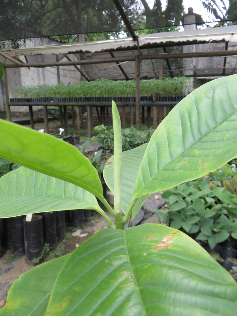 Magnolia lenticellata
