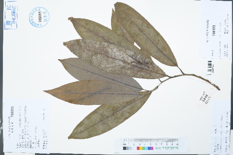 Magnolia leveilleana