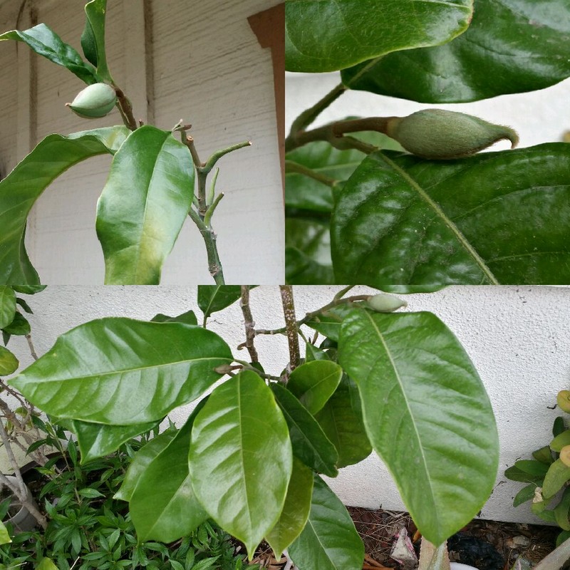 Magnolia liliifera photo 2