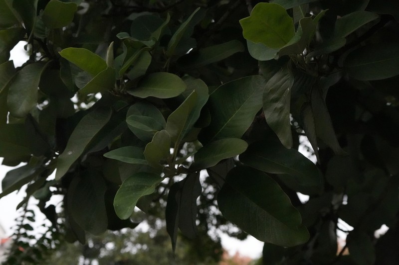 Magnolia liliifera photo 4
