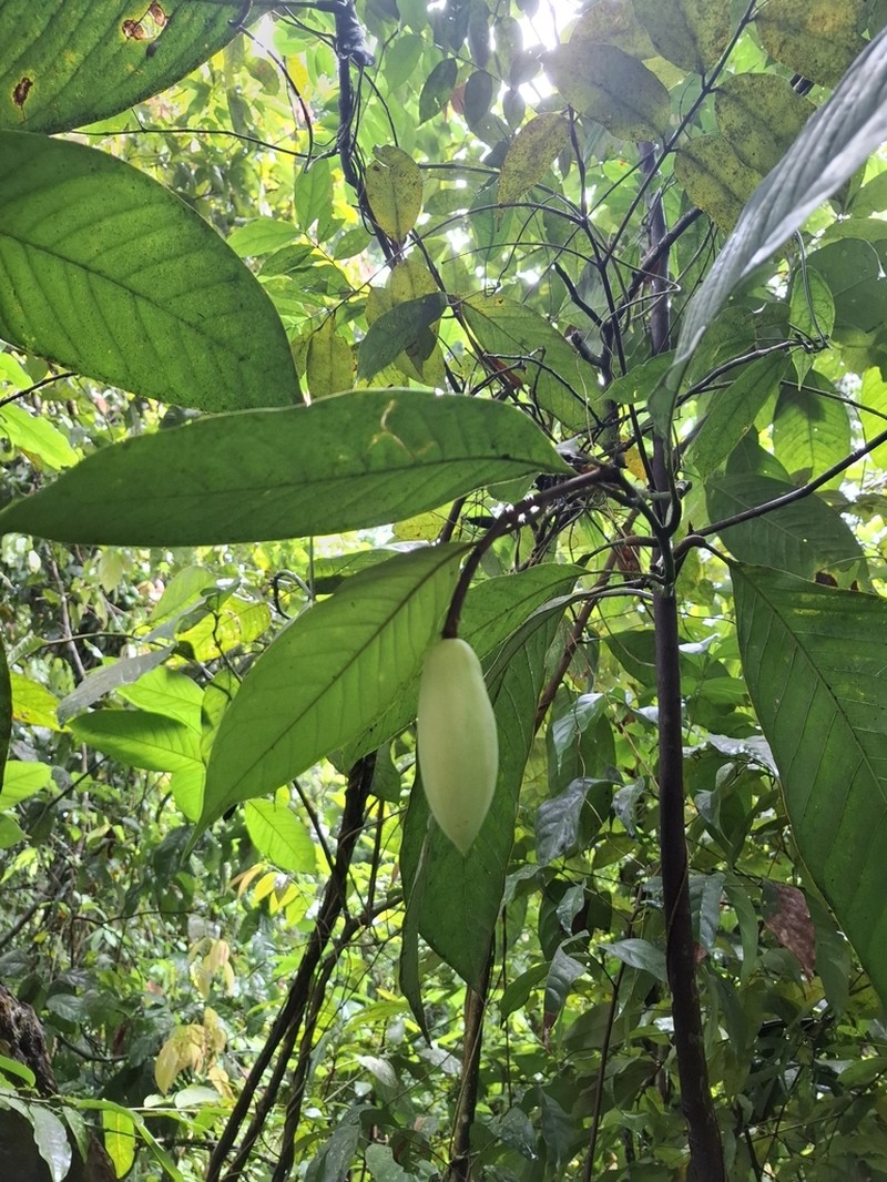 Magnolia liliifera photo 5
