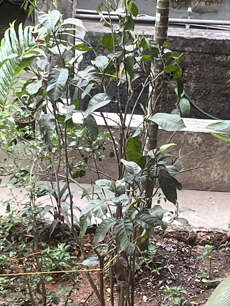 Magnolia liliifera photo 6