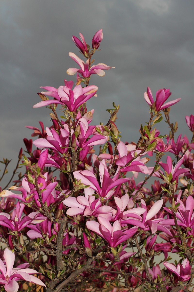 Magnolia liliiflora photo 2