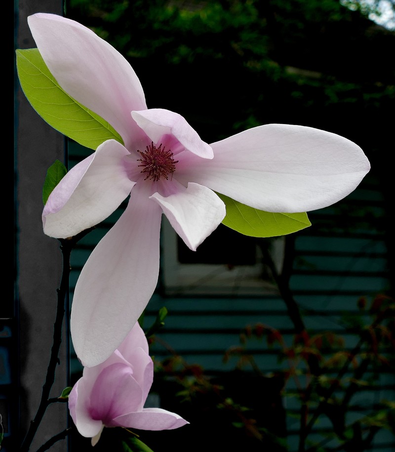 Magnolia liliiflora photo 3