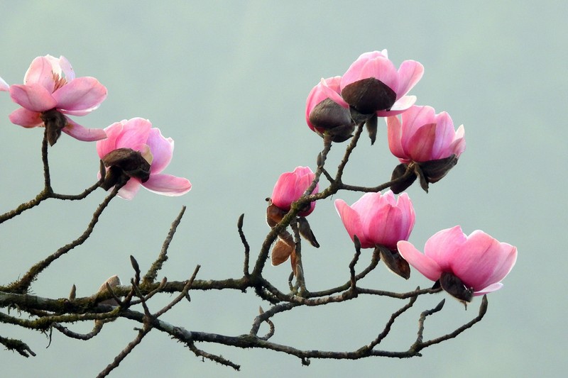 Magnolia liliiflora photo 4