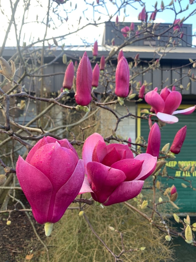Magnolia liliiflora photo 5
