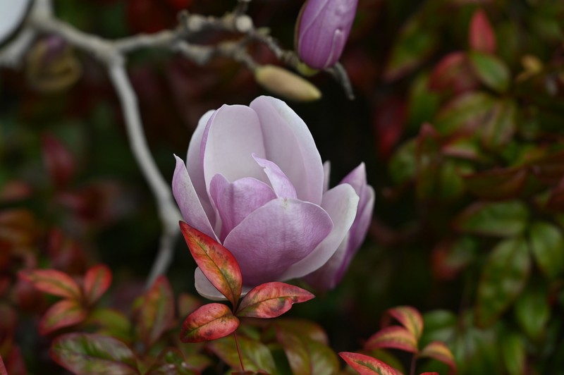Magnolia liliiflora photo 6